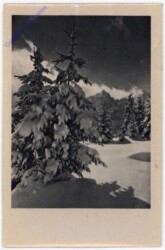 ak198378 Verschneiter Wald