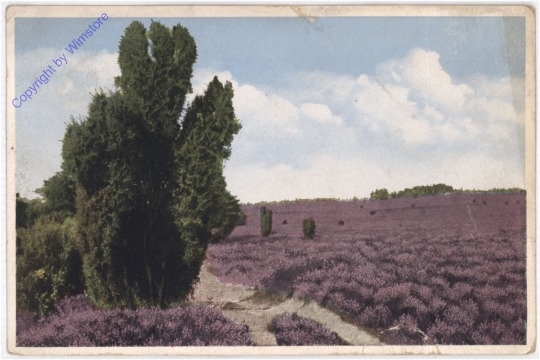 Heide