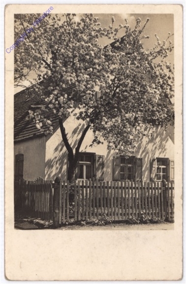 Hausbaum in voller Blüte
