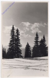 ak198494 Winterwald