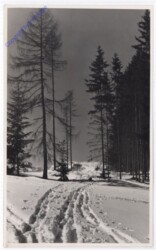 Winterwald