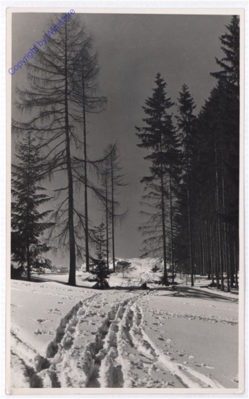 Winterwald