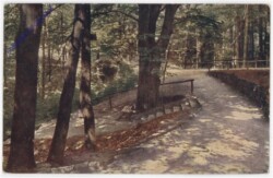 ak198502 Waldlichtung