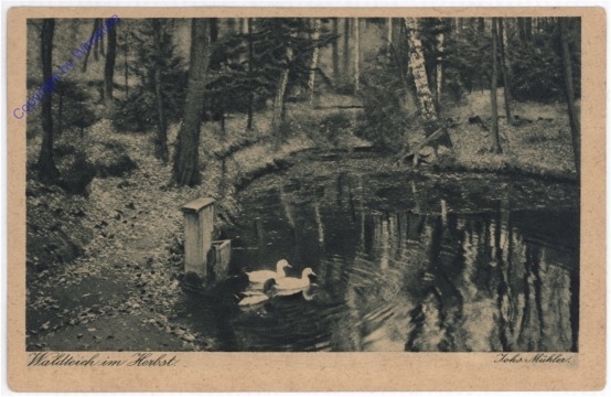 Waldteich im Herbst
