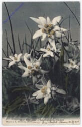 Edelweiss