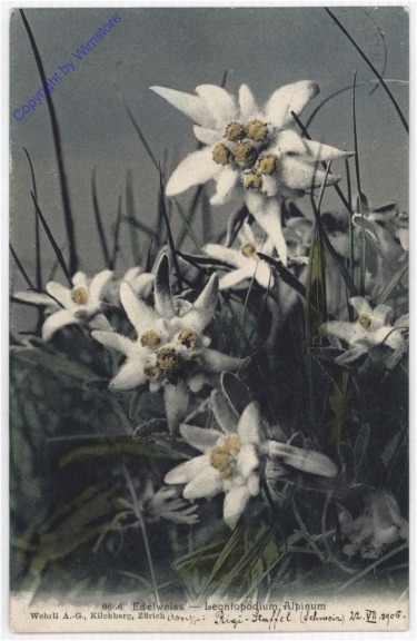Edelweiss