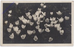 Krokusse