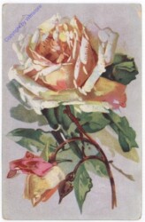 Rosen