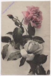 Rosen