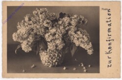Flieder