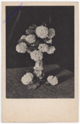Hortensienblüten