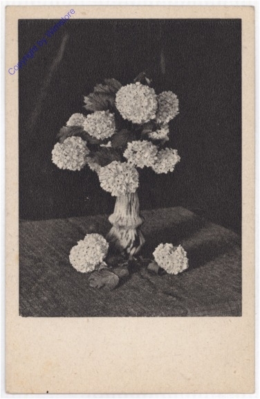 Hortensienblüten
