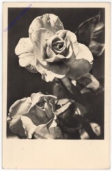 Rosen