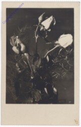 Rosen