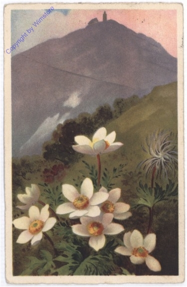 ak198764 Alpenblumen