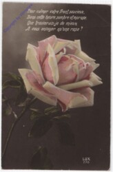Rose mit Vers