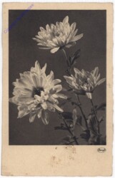 Margeriten