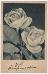 Rosen