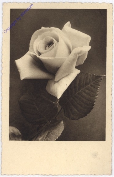 Rosen