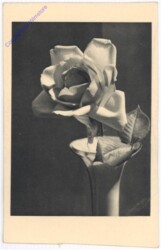 Rosen
