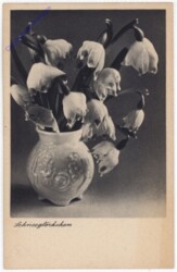 Schneeglöckchen
