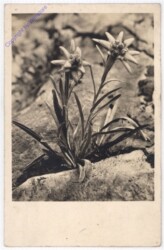 Edelweiss