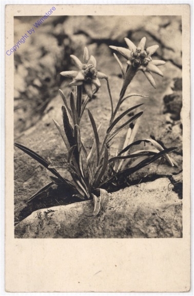 Edelweiss