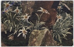 Edelweiss