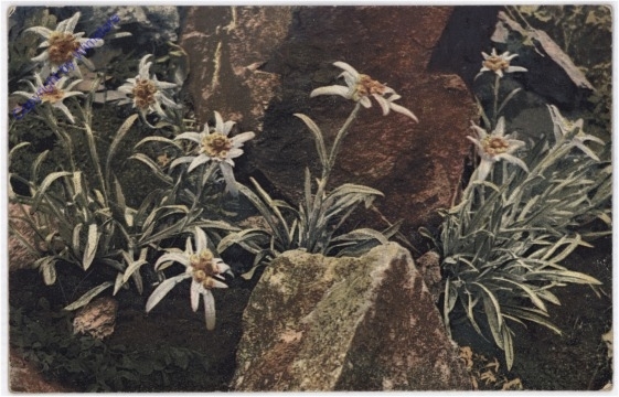 Edelweiss