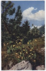 Frauenschuh