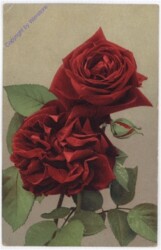 Rosen