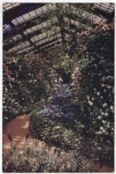 Im Palmenhaus