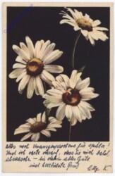 Margeriten