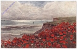 ak198815 Wilder Mohn
