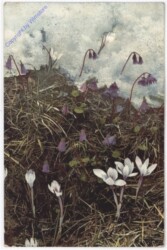 Krokusse