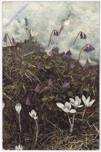 Krokusse