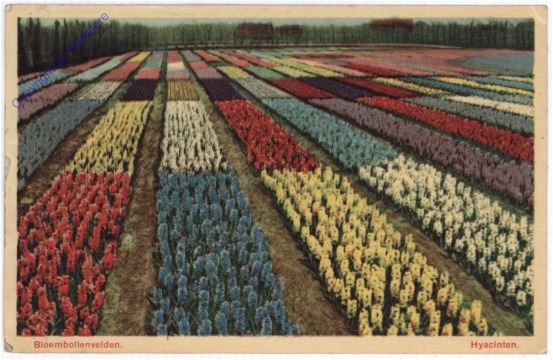Hyazinthen-Feld
