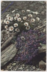 Alpenblumen