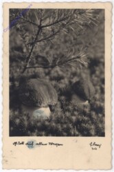 Herrenpilz