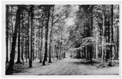 Reinbek,, Weg zur Liebesbuche