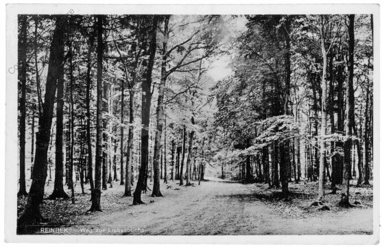 Reinbek,, Weg zur Liebesbuche