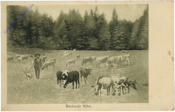 ak203427 Weidende Kühe