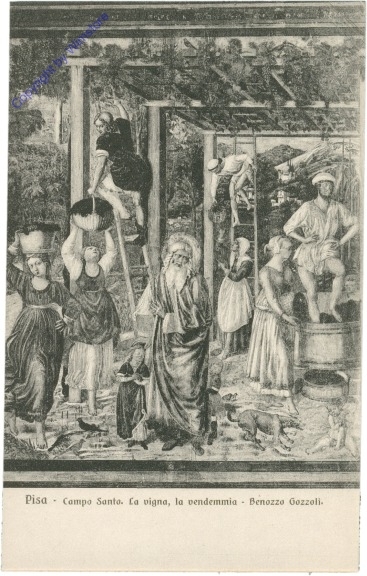 Pisa, Campo Santa, La vigna, la vendemmia