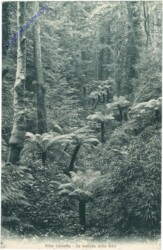 Como, Villa Carlotta, La vallata delle felci