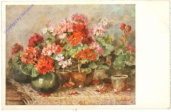 Geranien