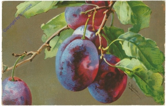 Zwetschke