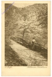 ak206665 Pfeiffer, G.: Blühender Kirschbaum