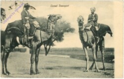 Camel Transport