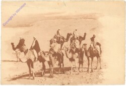 ak208857 Camels