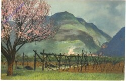 ak209174 Obstblüte in Tirol